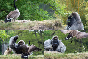 Гусь горилле не товарищ