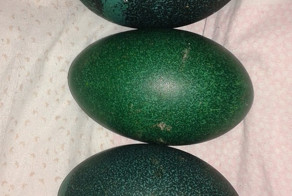 Пост про страусов, переделанный и дополненный