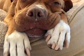 Собака, прожившая 8 лет на цепи, обрела любящего хозяина