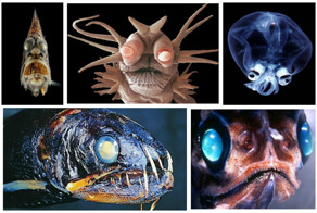 Невероятные монстры океанской бездны