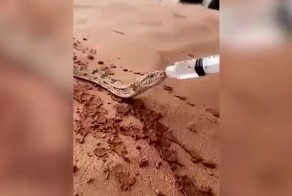 Умирающую от жажды змею напоили водой из шприца