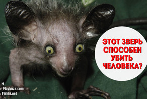 Тест: Какое животное способно убить человека?