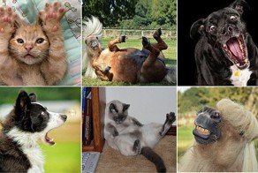 Лучшие фото с конкурса домашних животных Comedy Pet Photography Awards