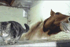 Коты — чертовски весёлые ребята