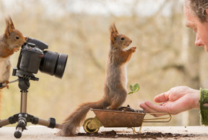 Как белки фотографа снимали
