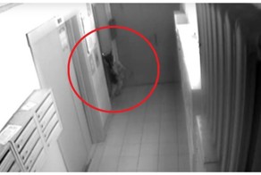 В Ярославле собаку чуть не задушило поводком, зажатым дверьми лифта 