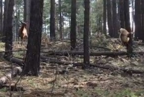 Олениха помогла своему детенышу выбраться из лап молодого медведя