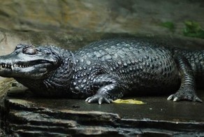 Самые ужасающие твари Амазонки (10 фото)