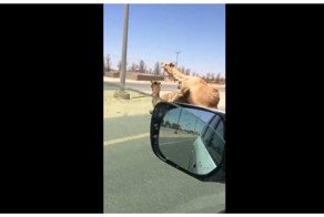 Когда любовная страсть настигла в самом неожиданном месте