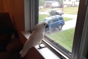 Попугай приходит в восторг, когда его хозяин возвращается домой