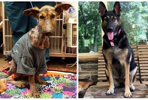 Удивительное спасение собаки и её восстановление