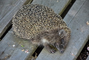 Помог ёжику