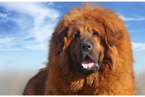  Не пугайтесь дети, пёсик просто хочет поиграть 