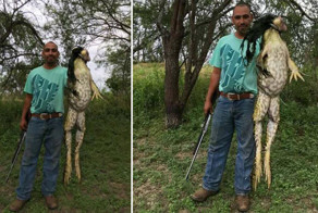 В США охотник поймал 6-килограммовую царевну-лягушку