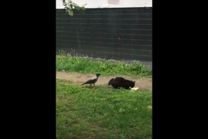 Ворона настойчиво требует кота поделиться с ним лакомством