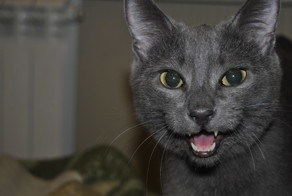 Домашние питомцы пользователей Фишек