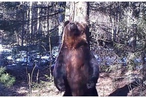 Эротический танец медведя у "шеста" сняли на видео