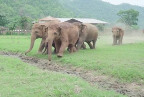 Слоны радостно встречают спасенного слоненка