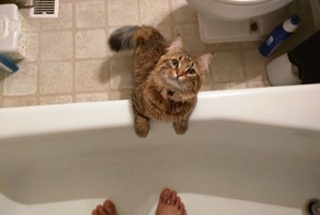 20 вещей, которые поймут только кошатники