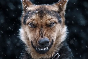 Эмоциональные портреты животных фотографа Сергея Полюшко
