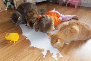 Вот почему каждому ребёнку нужен кот
