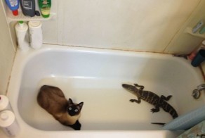 Коты, которые сами нашли своих хозяев