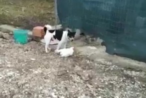 Пока петух на работе