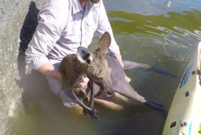 Спасение кенгуру, упавшего в воды канала