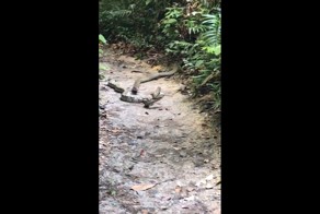 Питон и королевская кобра сцепились в поединке