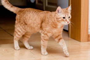 Кот простыл