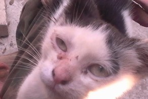 Она каждое утро бежала и встречала меня на стройке