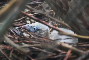 Пара грифов усыновила птенца!