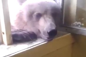 Медведь попытался залезть в дом через окно