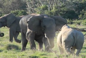 Слон показал носорогу кто здесь главный 