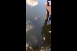 На чужой каравай рот не разевай!