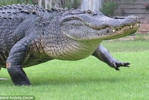 Огромный аллигатор забрел на поле для гольфа