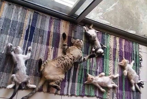 50 котиков, которые больше всего на свете любят погреться на солнце