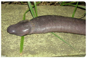 Пост написан при полном и безоговорочном одобрении дедушки Фрейда