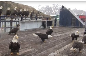 В суровых краях и голуби суровые!  Кормление белоголовых орланов на Аляске