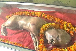 В Индии родился теленок с человеческой головой