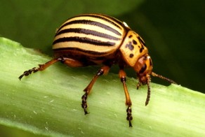 Колорадский жук