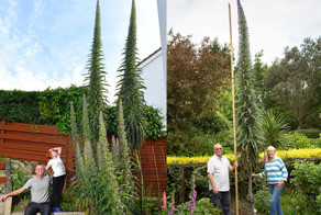 У меня 3,5 м! А у меня 4 м! Остыньте, у меня больше 5-ти: британские садоводы меряются своими «синяками»