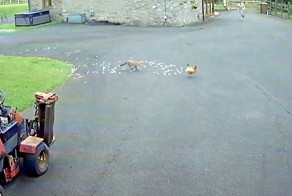 Деревенский боевик!