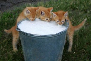 Уморительные коты-воришки, которых поймали с поличным