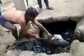 Индиец нырнул в канализацию ради спасения теленка