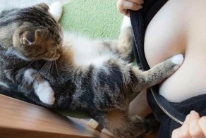 "Котики и груди": Японец выпустил эротический фотоальбом с терапевтическим эффектом