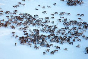 Один день из жизни чукотских оленеводов