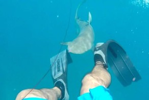 Подводный охотник сам чуть не превратился в добычу