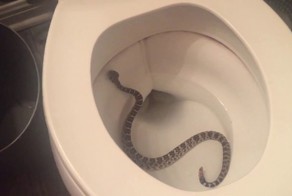 Во время ночного похода в туалет девушка встретила неожиданного гостя