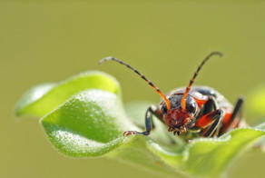 Знакомимся, жук пожарник